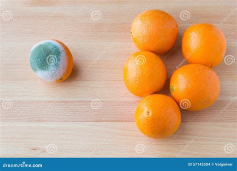Moldy Rotten Orange Fruit Near Group Of Fresh Oranges Stock Photo