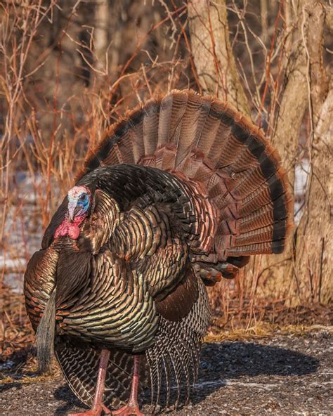 27351552l Wild Turkey Poster Turkey