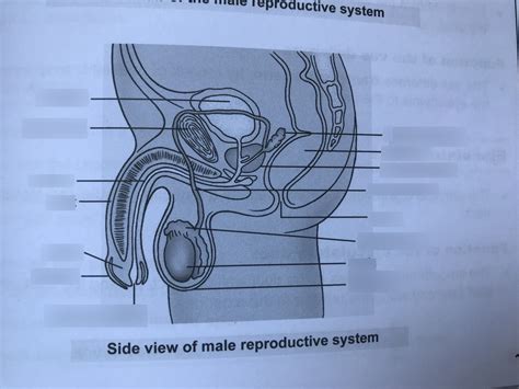 Male Reproductive System Diagram Diagram Quizlet