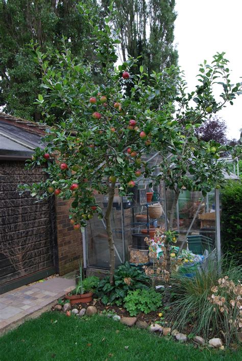 Check spelling or type a new query. Minarette apple trees — BBC Gardeners' World Magazine