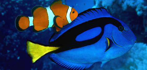 Finding Nemo Fish Types And Names Lasvegasrilo