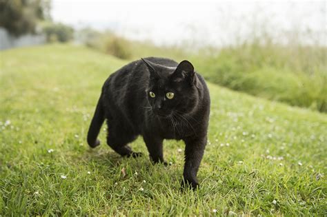 Why Are Black Cats Considered Unlucky Howstuffworks