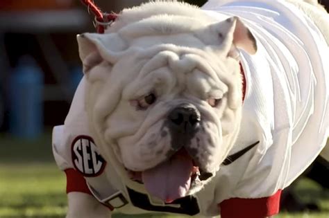 Georgia Bulldogs Uga X Mascot Dies At 10