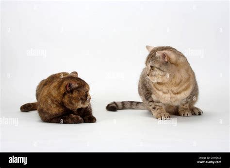 British Shorthair Cats Chocolate Tortie And Chocolate Silver Tabby