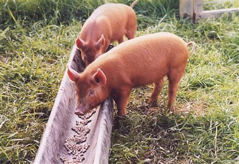 Feeding Pigs The Accidental Smallholder