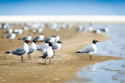 do birds have penises the awful reason why they don t