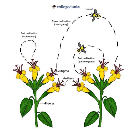 Types Of Pollination Self Pollination And Cross Pollination Conditions
