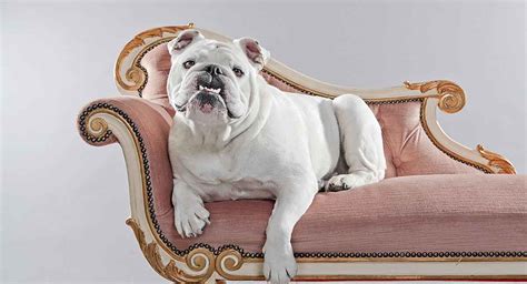 Much like any other breed, the english bulldog lifespan is variable. White English Bulldog: Is He a Happy, Healthy Puppy?