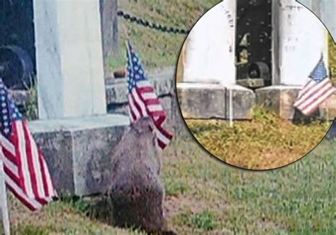 Woodchuck Traitors Buck Toothed Bandits Busted Stealing Flags From Graves Of New York Civil War