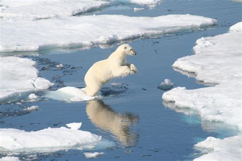No Polar Bears Are Not Dying Off In Droves Because Of Climate Change
