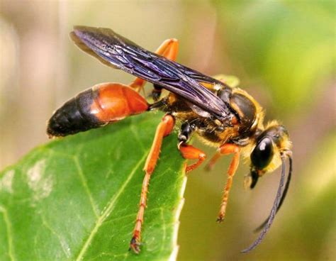 Great Golden Digger Wasp Missouri Department Of Conservation