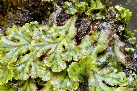 Common Liverwort Marchantia Polymorpha Seashore To Forest Floor