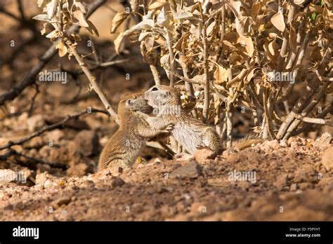 Round Tailed Ground Squirrel High Resolution Stock Photography And