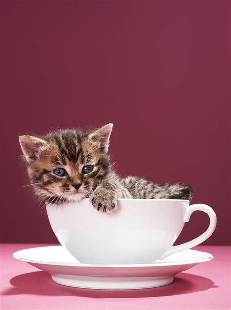 Kitten In Cup And Saucer Photograph Kitten In Cup And Saucer Fine Art