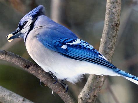 Flights Of Fancy 15 Types Of Birds In Canada Captured On