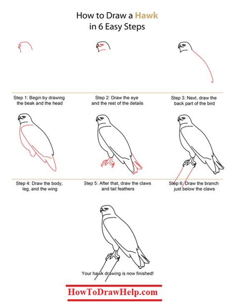 How To Draw A Hawk Step By Step Tutorial Drawing Pinterest Draw Tutorials And Step By Step