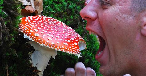 How Mushrooms Can Affect Your Health Attn