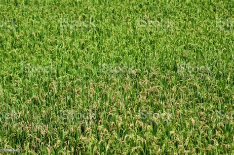Green Rice Field In Daylight Stock Photo Download Image Now Malt