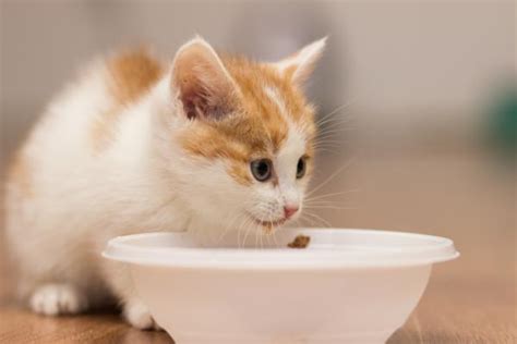 According to palmquist, the following oils can typically be safely used with cats (and dogs) on a. Benefits of olive oil for cats | FavCats.com