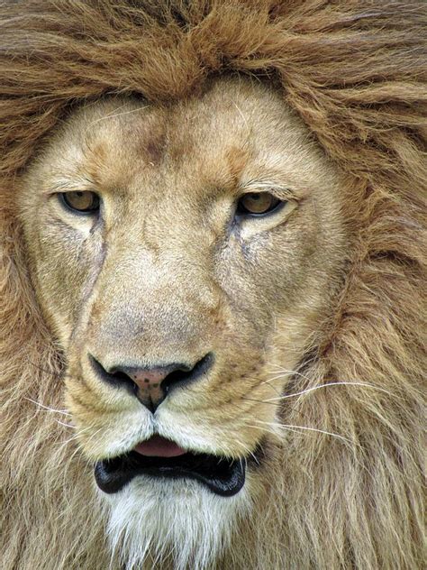 African Lion Male Mane Attraction 03 Photograph By Pamela Critchlow