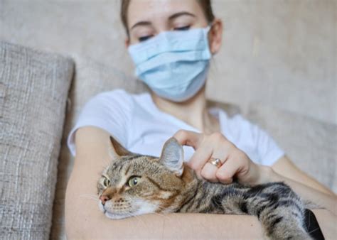 Lymphoma In Cats Symptoms Diagnosis And Treatment All About Cats