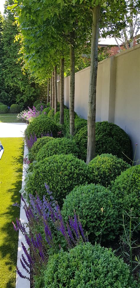 Box Buxus Sempervirens Their Use And Care