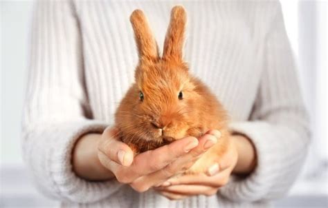 The Beginners Comprehensive Guide To Pet Rabbit Care And Maintenance