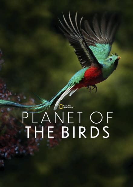 Films Disney Planet Of The Birds