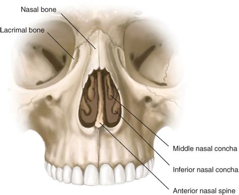 The nasal bones are two oblong halves that form the roof of the bony vault of your nose. Nasal Anatomy: Bony Support | Plastic Surgery Key