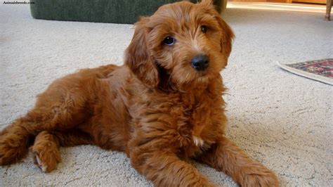 Goldendoodle puppy coat colors will fade or lighten or dull to another color with is. Goldendoodle - Puppies, Rescue, Pictures, Information ...