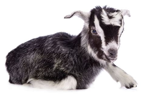 Farm Animal Goat Isolated Stock Image Image Of Farm 38084589