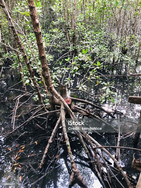 Rhizophora Mucronata Atau Looproot Mangrove Atau Mangrove Merah Atau