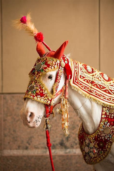 Wedding Horse Horse Rental For Wedding Mars