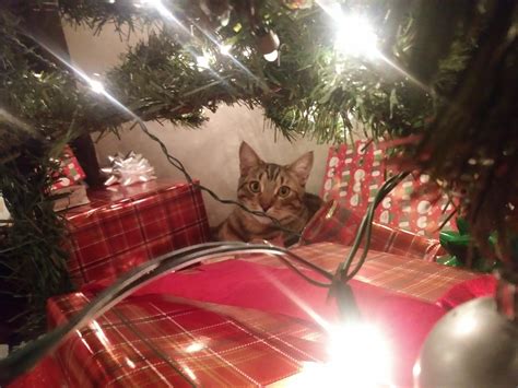 The Best Present Under The Tree Aww