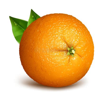 Orange Whole With Leaves Stock Vector Illustration Of Orange 85835451