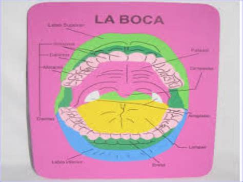 Puzzle De Rompezacabe Del Sentido Del Gusto Rompecabezas De