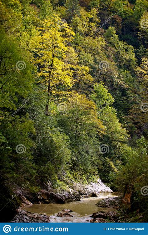 Autumn Colorful Bright Forest With Yellow Leaves Stock Photo Image Of