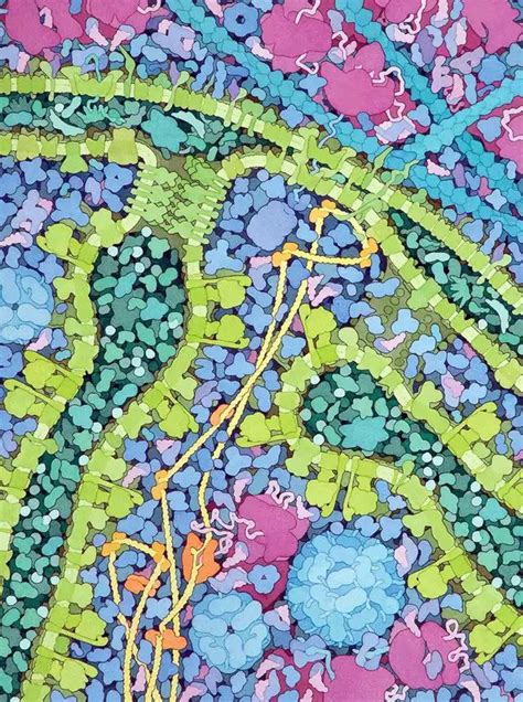Molecular Biology Paintings By David Goodsell In 2021 Biology Art