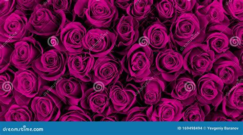 Beautiful Purple Roses Floral Background Stock Photo Image Of Bloom