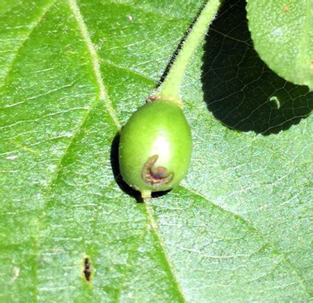 The plum curculio, conotrachelus nenuphar (herbst), is an important early season pest of pome and stone fruits. West Michigan tree fruit regional report - June 3, 2014 ...