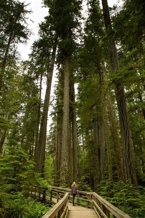 Cathedral Grove Where To Find The Most Beautiful Old Growth Forests On