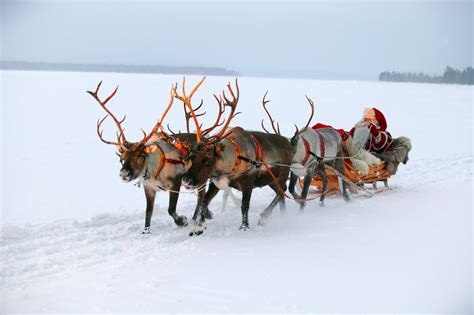 reindeer sleigh ride santa reindeer farm visit with sleigh ride getyourguide santa and his