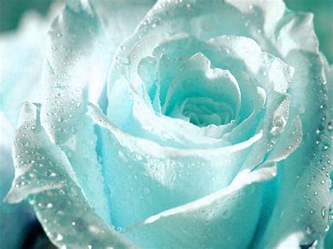 ice blue rose.beautiful enough to surrender. | Wedding Ideas