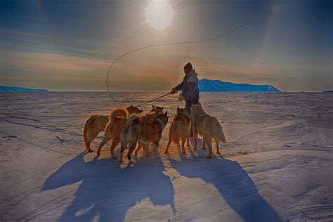 Great Explorers Greenland Sled Dogs Explorersweb