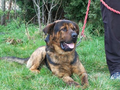 Rottweilers and german shepherds are known for their fierce loyalty toward their humans and their territory. Mick - 2 year old male German Shepherd cross Rottweiler ...