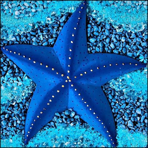 Starfish On Pinterest Explore 50 Ideas With Starfish Species