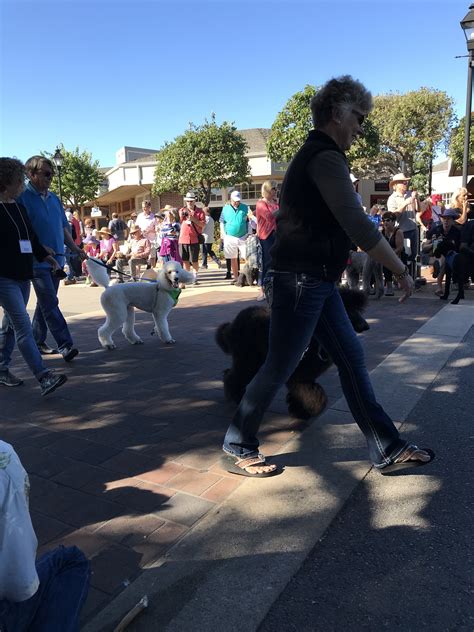 Poodle Rescue, Norcal, Romp