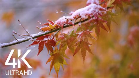 Snow On Fall Leaves In 4k Relaxing Sounds Of Snow