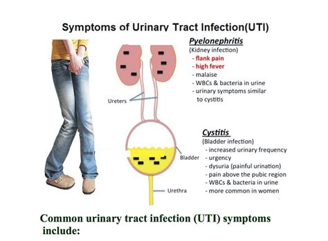 Urinary Tract Infection Symptoms Urinary Tract Infection Pathogenesis And Outlook Trends
