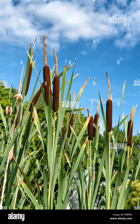 Bull Rushes High Resolution Stock Photography And Images Alamy